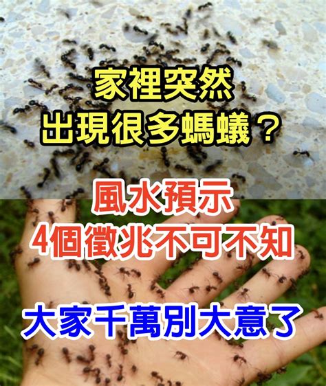 家裡突然出現大量螞蟻|家裡螞蟻多到殺不完怎麼辦？居家達人教4招滅蟻方法…